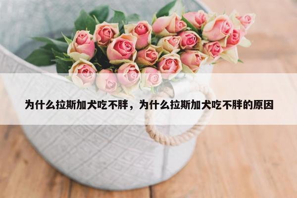 为什么拉斯加犬吃不胖，为什么拉斯加犬吃不胖的原因