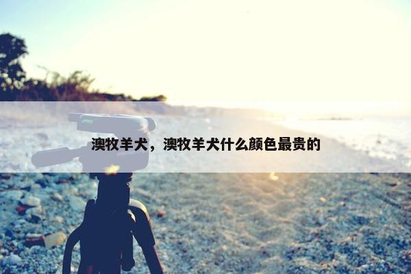 澳牧羊犬，澳牧羊犬什么颜色最贵的