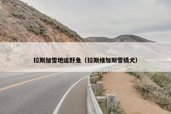 拉斯加雪地追野兔（拉斯维加斯雪橇犬）