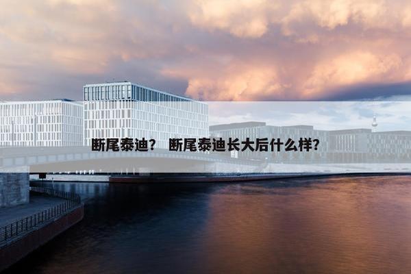 断尾泰迪？ 断尾泰迪长大后什么样？