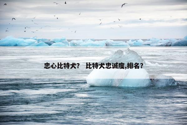 忠心比特犬？ 比特犬忠诚度,排名？