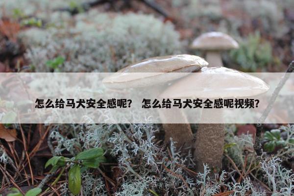 怎么给马犬安全感呢？ 怎么给马犬安全感呢视频？