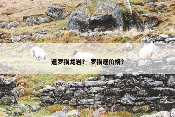 暹罗猫龙岩？ 罗猫暹价格？