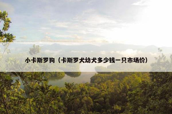 小卡斯罗狗（卡斯罗犬幼犬多少钱一只市场价）