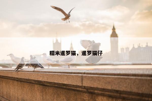 糯米暹罗猫，暹罗猫仔