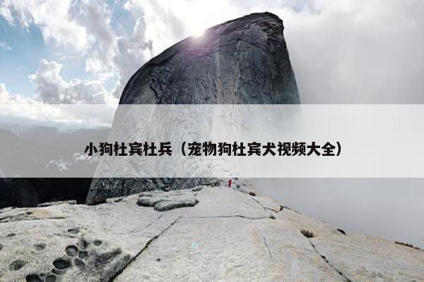 小狗杜宾杜兵（宠物狗杜宾犬视频大全）