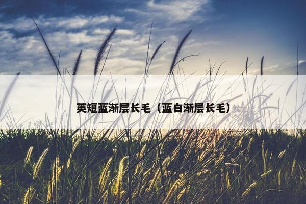 英短蓝渐层长毛（蓝白渐层长毛）