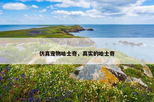 仿真宠物哈士奇，真实的哈士奇