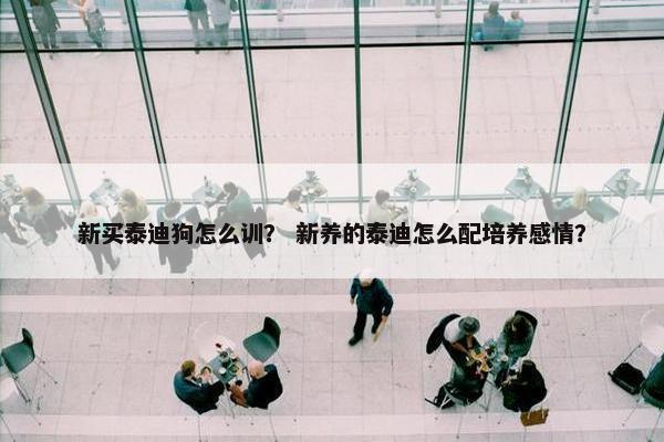 新买泰迪狗怎么训？ 新养的泰迪怎么配培养感情？