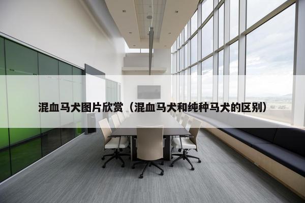 混血马犬图片欣赏（混血马犬和纯种马犬的区别）