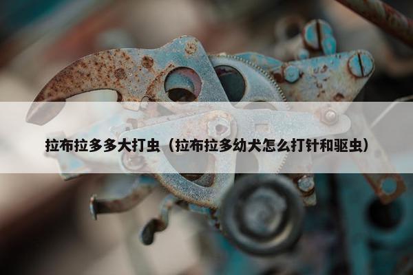 拉布拉多多大打虫（拉布拉多幼犬怎么打针和驱虫）