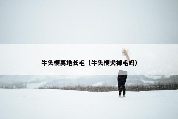 牛头梗高地长毛（牛头梗犬掉毛吗）