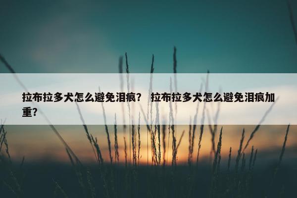 拉布拉多犬怎么避免泪痕？ 拉布拉多犬怎么避免泪痕加重？