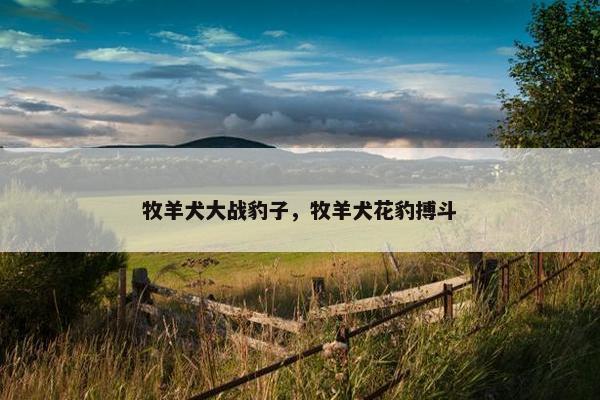 牧羊犬大战豹子，牧羊犬花豹搏斗