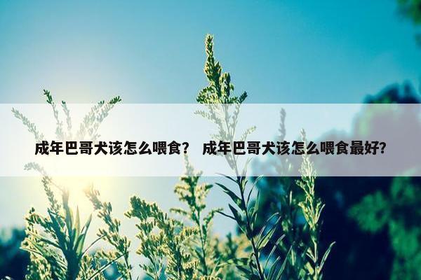 成年巴哥犬该怎么喂食？ 成年巴哥犬该怎么喂食最好？