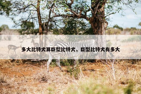多大比特犬算巨型比特犬，巨型比特犬有多大