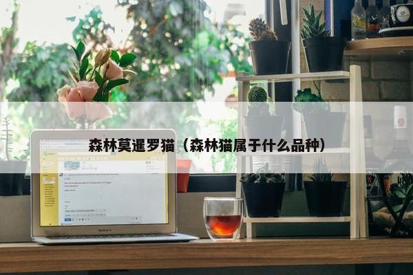 森林莫暹罗猫（森林猫属于什么品种）