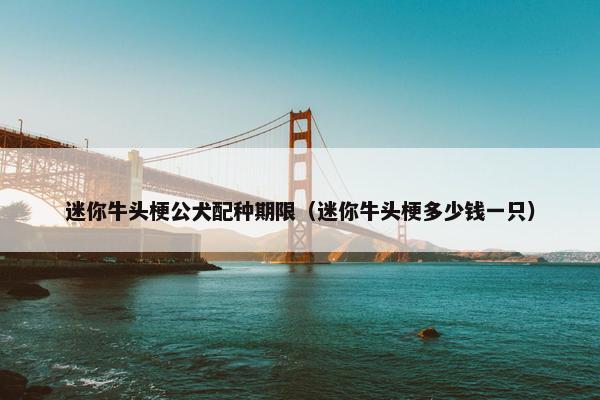 迷你牛头梗公犬配种期限（迷你牛头梗多少钱一只）