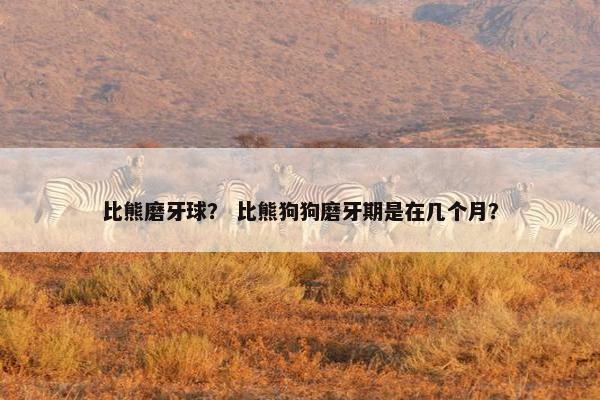 比熊磨牙球？ 比熊狗狗磨牙期是在几个月？