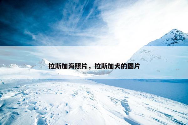 拉斯加海照片，拉斯加犬的图片