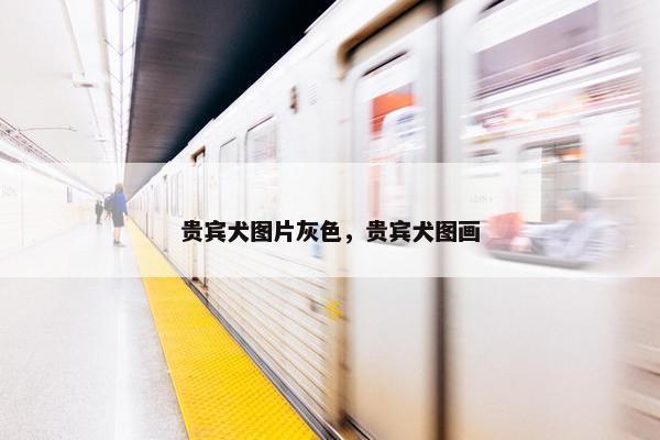 贵宾犬图片灰色，贵宾犬图画