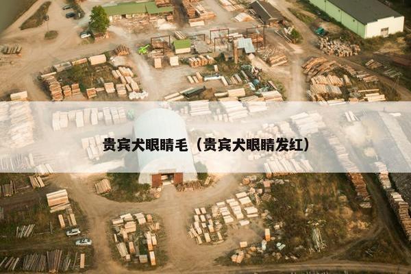 贵宾犬眼睛毛（贵宾犬眼睛发红）