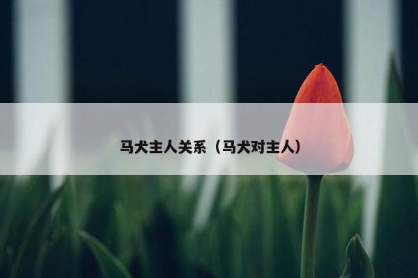 马犬主人关系（马犬对主人）