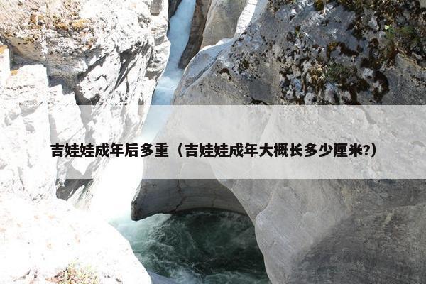 吉娃娃成年后多重（吉娃娃成年大概长多少厘米?）