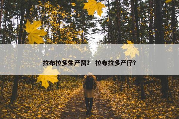 拉布拉多生产窝？ 拉布拉多产仔？