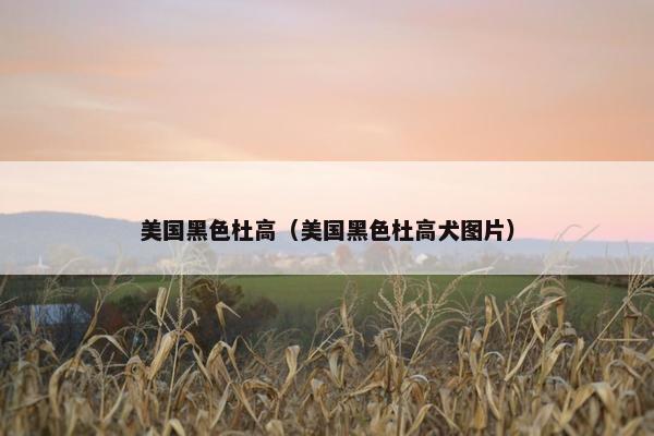 美国黑色杜高（美国黑色杜高犬图片）