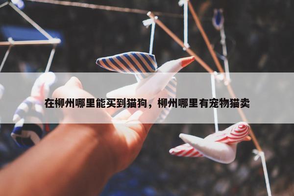 在柳州哪里能买到猫狗，柳州哪里有宠物猫卖