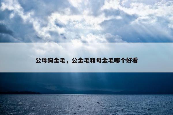 公母狗金毛，公金毛和母金毛哪个好看