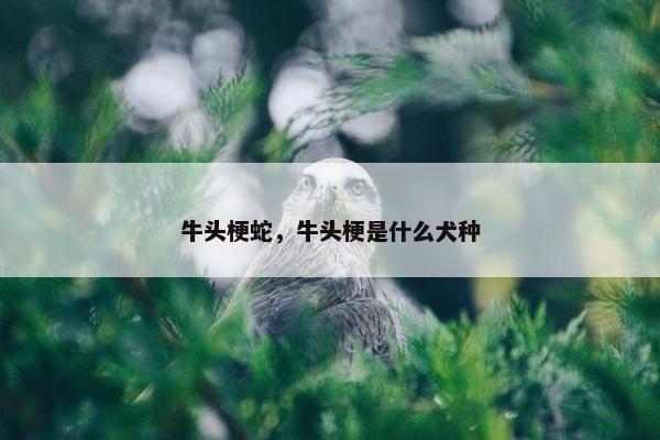 牛头梗蛇，牛头梗是什么犬种