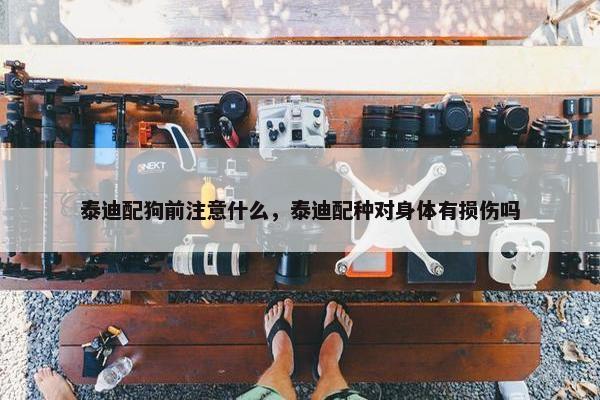 泰迪配狗前注意什么，泰迪配种对身体有损伤吗