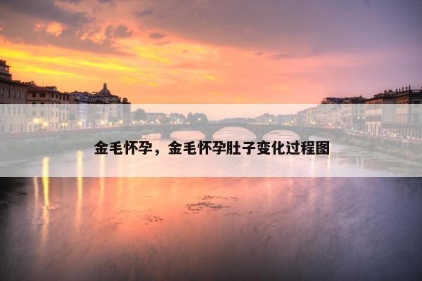 金毛怀孕，金毛怀孕肚子变化过程图