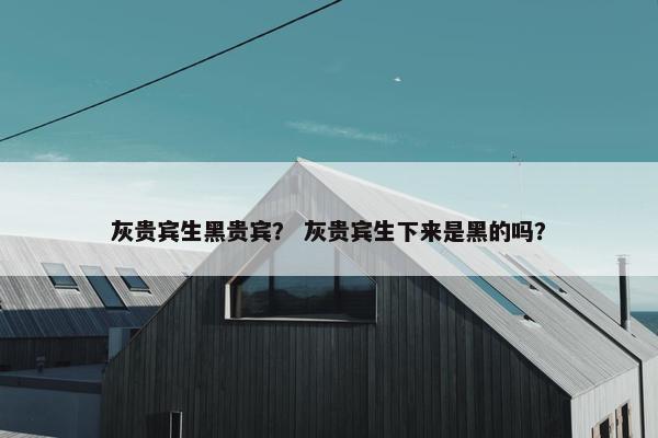 灰贵宾生黑贵宾？ 灰贵宾生下来是黑的吗？