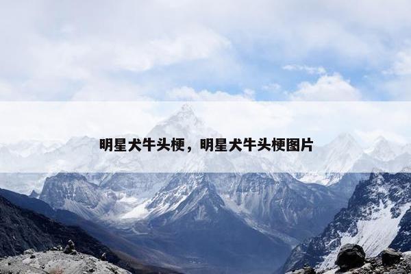 明星犬牛头梗，明星犬牛头梗图片