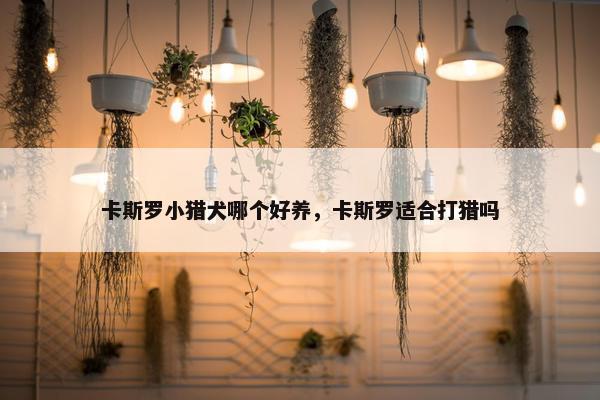 卡斯罗小猎犬哪个好养，卡斯罗适合打猎吗