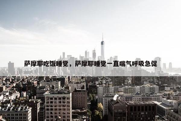 萨摩耶吃饭睡觉，萨摩耶睡觉一直喘气呼吸急促