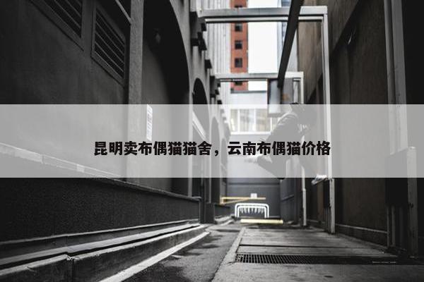 昆明卖布偶猫猫舍，云南布偶猫价格