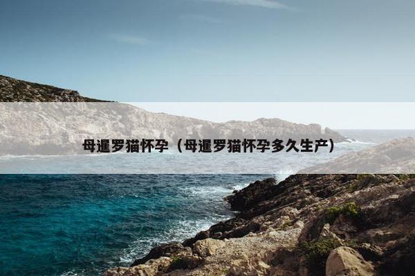 母暹罗猫怀孕（母暹罗猫怀孕多久生产）