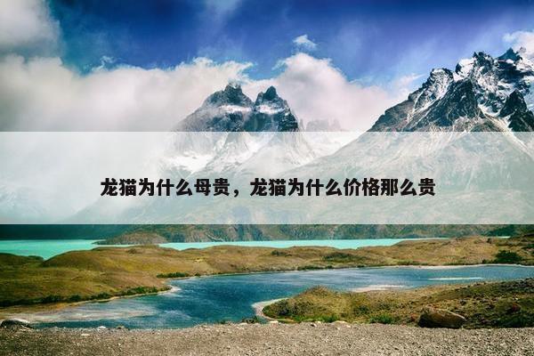 龙猫为什么母贵，龙猫为什么价格那么贵