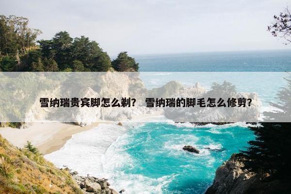 雪纳瑞贵宾脚怎么剃？ 雪纳瑞的脚毛怎么修剪？