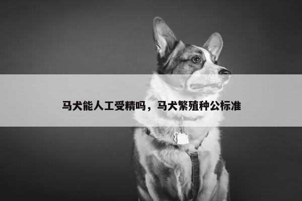 马犬能人工受精吗，马犬繁殖种公标准