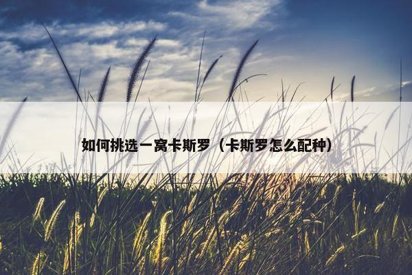 如何挑选一窝卡斯罗（卡斯罗怎么配种）