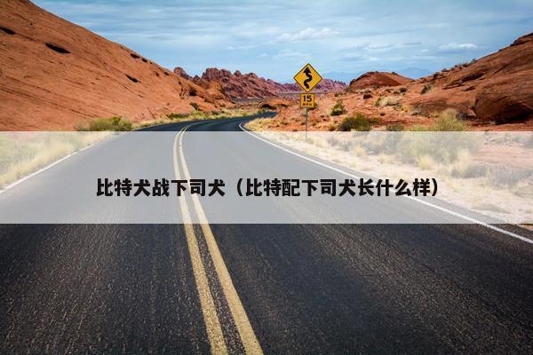 比特犬战下司犬（比特配下司犬长什么样）