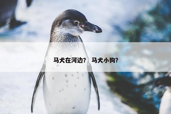 马犬在河边？ 马犬小狗？