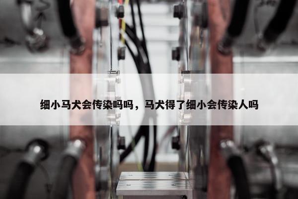 细小马犬会传染吗吗，马犬得了细小会传染人吗