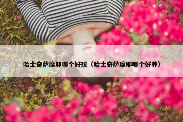 哈士奇萨摩耶哪个好玩（哈士奇萨摩耶哪个好养）