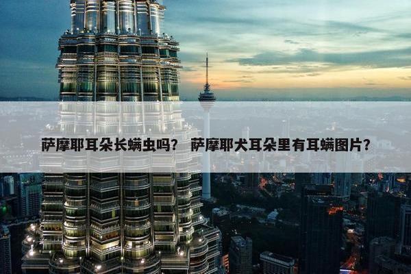 萨摩耶耳朵长螨虫吗？ 萨摩耶犬耳朵里有耳螨图片？